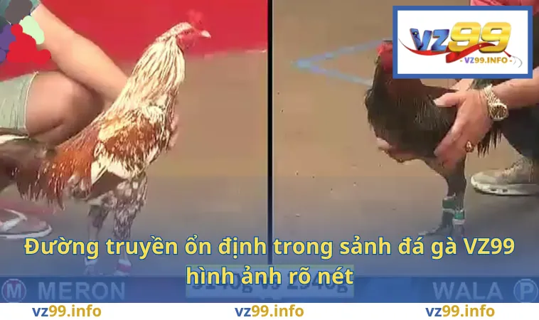 Đá Gà VZ99 1 Đường truyền ổn định trong sảnh đá gà VZ99 hình ảnh rõ nét
